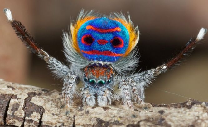spider